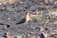 2023-10-Chobe-4-080