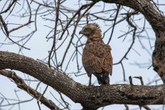 2023-10-Chobe-5-071