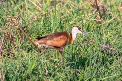 2023-10-Chobe-Namibia-019