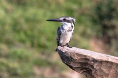 2023-10-Chobe-Namibia-026