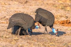 2023-10-Chobe-Namibia-078