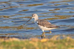 2023-10-Chobe-Namibia-084