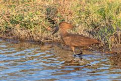 2023-10-Chobe-Namibia-126