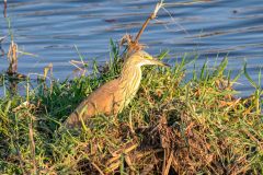 2023-10-Chobe-Namibia-135