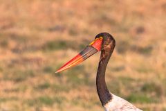 2023-10-Chobe-Namibia-192