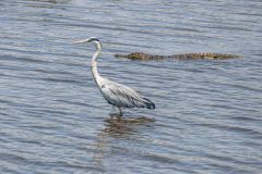 2023-10-Chobe-Namibia-248