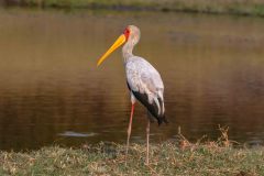 2023-10-Chobe-Namibia-340