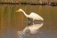 2023-10-Chobe-Namibia-376