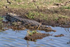 2023-10-Chobe-Namibia-014