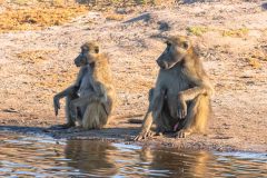 2023-10-Chobe-Namibia-058