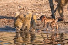 2023-10-Chobe-Namibia-075