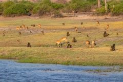 2023-10-Chobe-Namibia-116