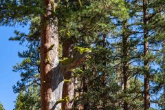 2022-10-Lassen-Volcanic-NP-119