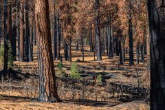 2022-10-Lassen-Volcanic-NP-171