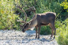 2022-08-Denali-179