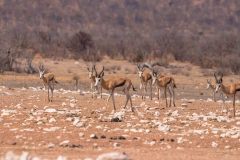 2023-09-Etosha-1-044