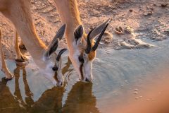 2023-09-Etosha-2-042