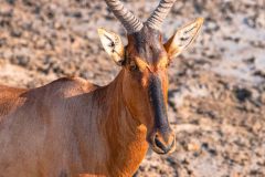 2023-09-Etosha-2-062