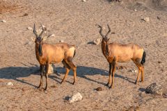 2023-09-Etosha-2-068