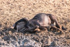 2023-09-Etosha-2-135