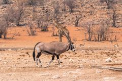 2023-09-Etosha-2-218