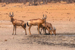 2023-09-Etosha-2-350