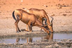 2023-09-Etosha-2-361