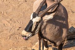 2023-09-Etosha-2-436