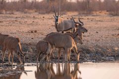 2023-09-Etosha-3-017