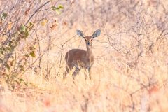 2023-09-Etosha-3-069