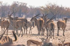 2023-09-Etosha-3-079