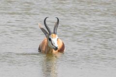 2023-09-Etosha-3-120