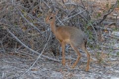 2023-09-Etosha-3-363