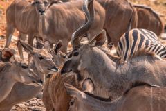 2023-09-Etosha-4-076