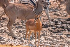 2023-09-Etosha-4-080