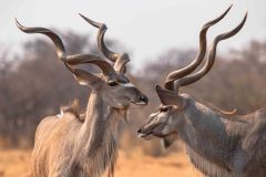 2023-09-Etosha-4-246