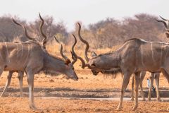 2023-09-Etosha-4-255