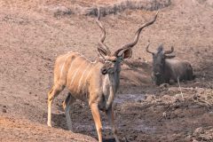 2023-09-Etosha-5-118