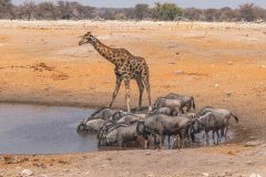 2023-09-Etosha-5-134