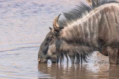 2023-09-Etosha-5-140