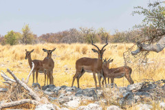 2023-09-Etosha-5-176