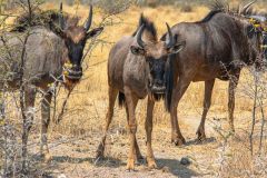 2023-09-Etosha-5-183