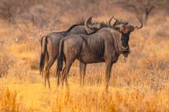 2023-09-Etosha-5-304