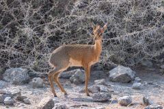 2023-09-Etosha-6-008