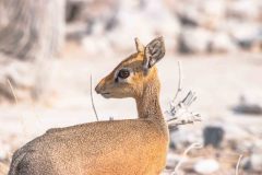 2023-09-Etosha-6-011