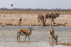 2023-09-Etosha-7-266