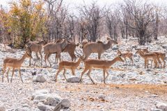 2023-09-Etosha-7-283