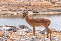 2023-09-Etosha-7-304