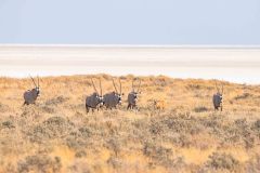 2023-09-Etosha-8-029