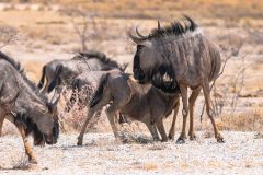 2023-09-Etosha-8-132